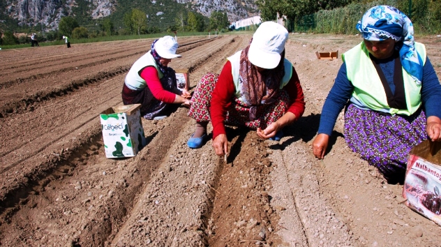 ISPARTA TOPRAKLARI SALEP FİDANIYLA BULUŞUYOR