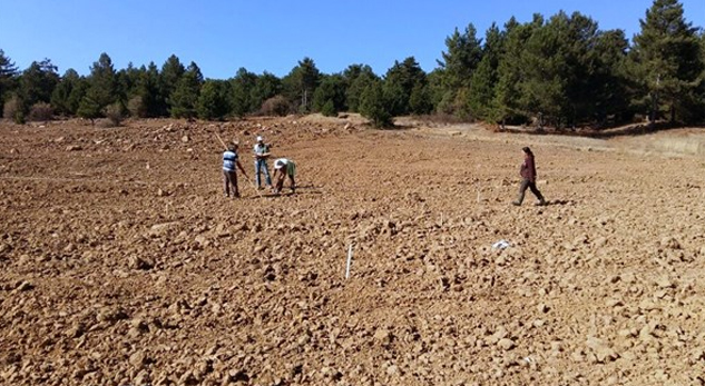 Orman Bölge Müdürlüğü Şifalı Tohum Bahçesi Kuruyor