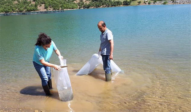 Göletlere 450 Bin Sazan Yavrusu Salındı