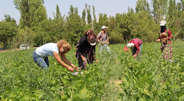 Isparta Tarımının Gizli Kahramanı: BARBUNYA