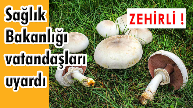 Sağlık Bakanlığı’ndan zehirli mantar uyarısı