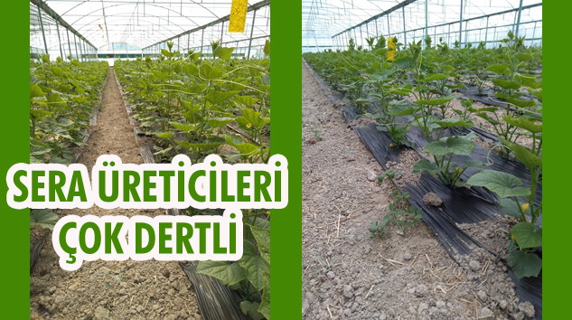 Çetinceli Sera Üreticileri Dertli, Çözüm İstiyor