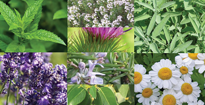 Tıbbi ve Aromatik Bitki yetiştirmek isteyenlere cüzi kiralı araziler