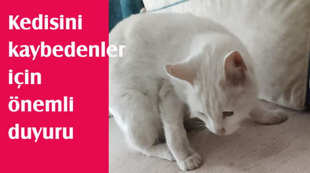 EVCİL KEDİ BULUNMUŞTUR