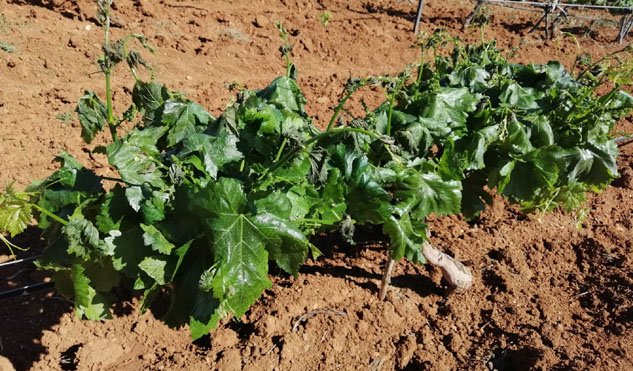 Meteorolojiden Isparta için zirai don uyarısı