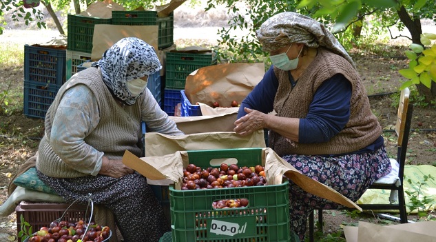 Gönen’de Hünnap Hasadı Tamamlanmak Üzere