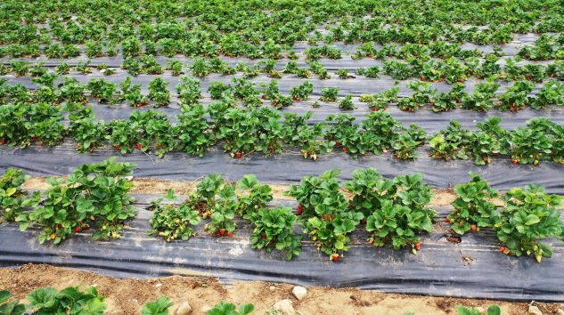 Aksu’da Yayla Çileği Üretimi Artmaya Devam Ediyor