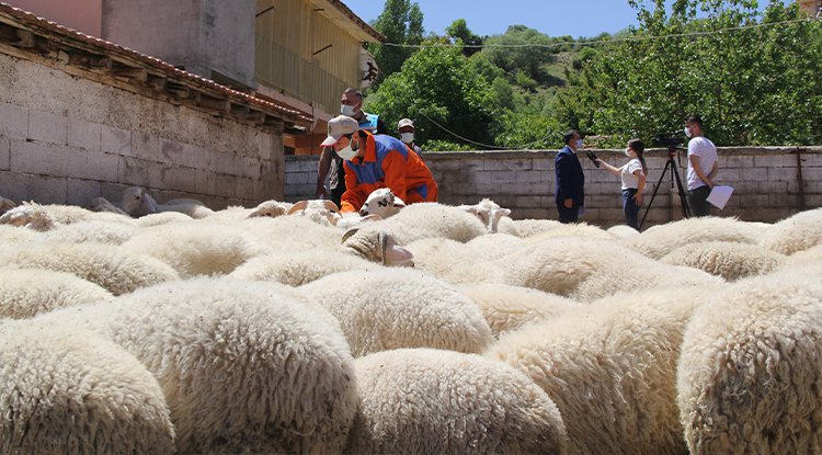 Yalvaç’ta Hayvancılık Rotasını Arıyor, Koyunculuk Öne Çıkıyor