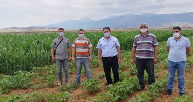 Silajlık Soya Fasulyesi ve Mısırın Birlikte Üretimi Projesi