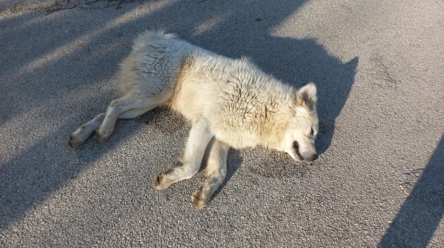 Sokak köpeklerini kim öldürüyor?