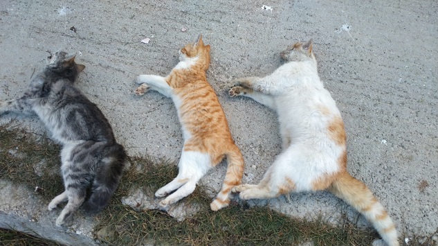 Tabaklar’da da üç sokak hayvanı ölü bulundu