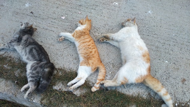 Tabaklar’da da üç sokak hayvanı ölü bulundu