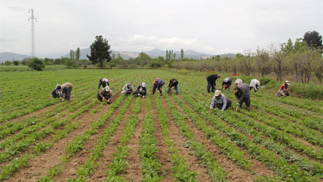 Isparta’da Üreticilerin Şeker Pancarı Mesaisi Başladı