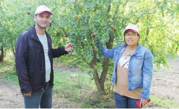 Gönen için hünnap hasadı vakti