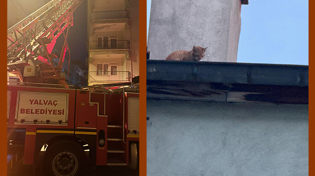 Çatıdaki kediyi kurtaran belediye personeline teşekkür