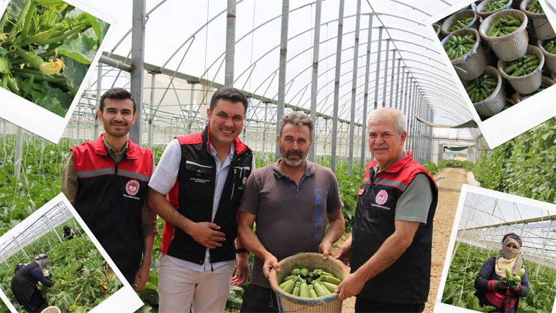 Atabey’de Örtüaltı Kabak Hasadı Başladı