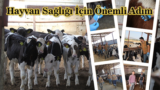 Isparta’da Şap Aşılama Seferberliği Başladı