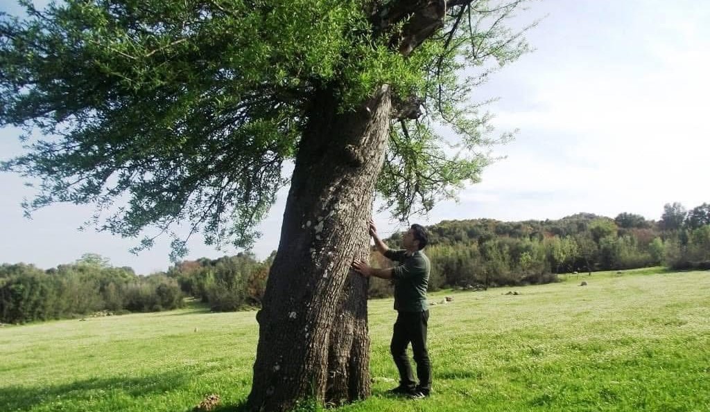 Bir ahlat ağacı yıkıldığında…