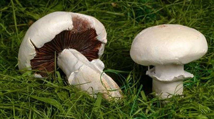 Mantar mevsimi geldi, aman dikkat