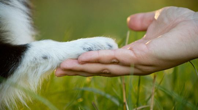 Sokak Hayvanlarıyla Paylaştığımız Şehir