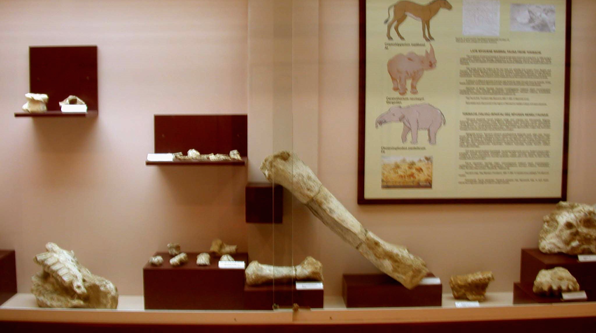 Yalvaç’ta Milyonlarca Yıl Önce Fil ve Gergedan Yaşamış