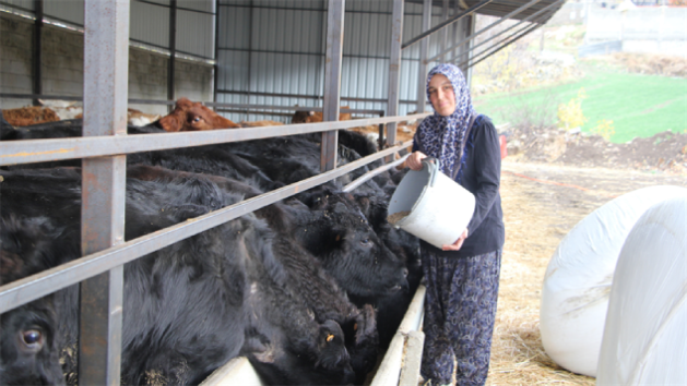 Kırsalda Bereket Büyüyor: Gebe Düve Desteği Üreticimize Güç Katıyor