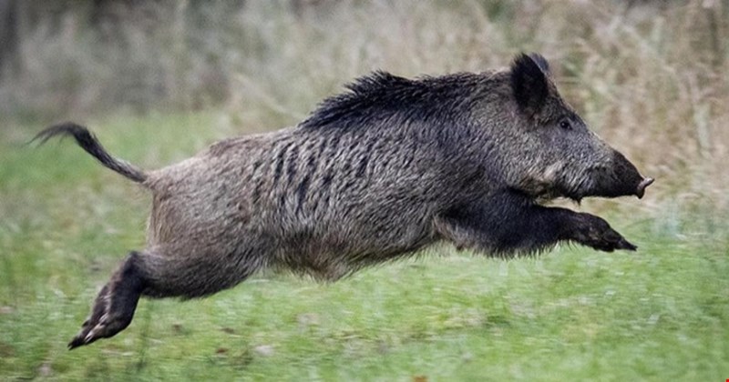 Sütçüler’de yaban domuzu avına 750 TL ödeme kararı