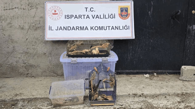 Isparta’da kaçak hayvan operasyonu