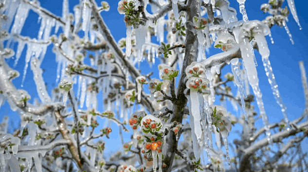 Tarım ve Orman Bakanlığından ‘zirai don’ uyarısı