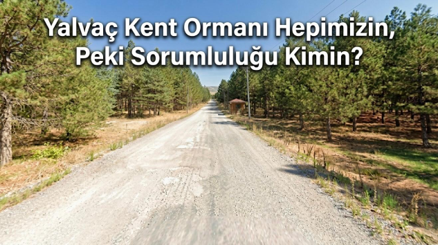 Bir Ağacın Büyümesi Yıllar, Yanması Dakikalar Sürüyor