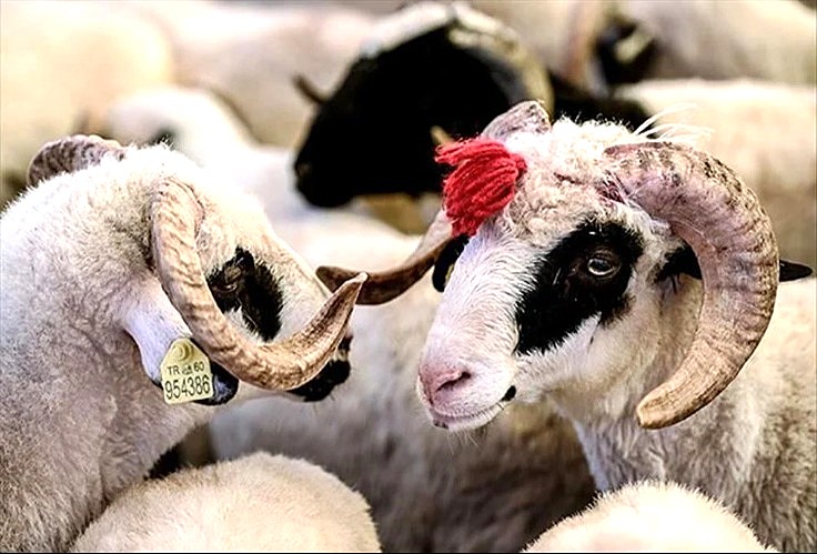Kurban Bayramımız  Mübarek Olsun