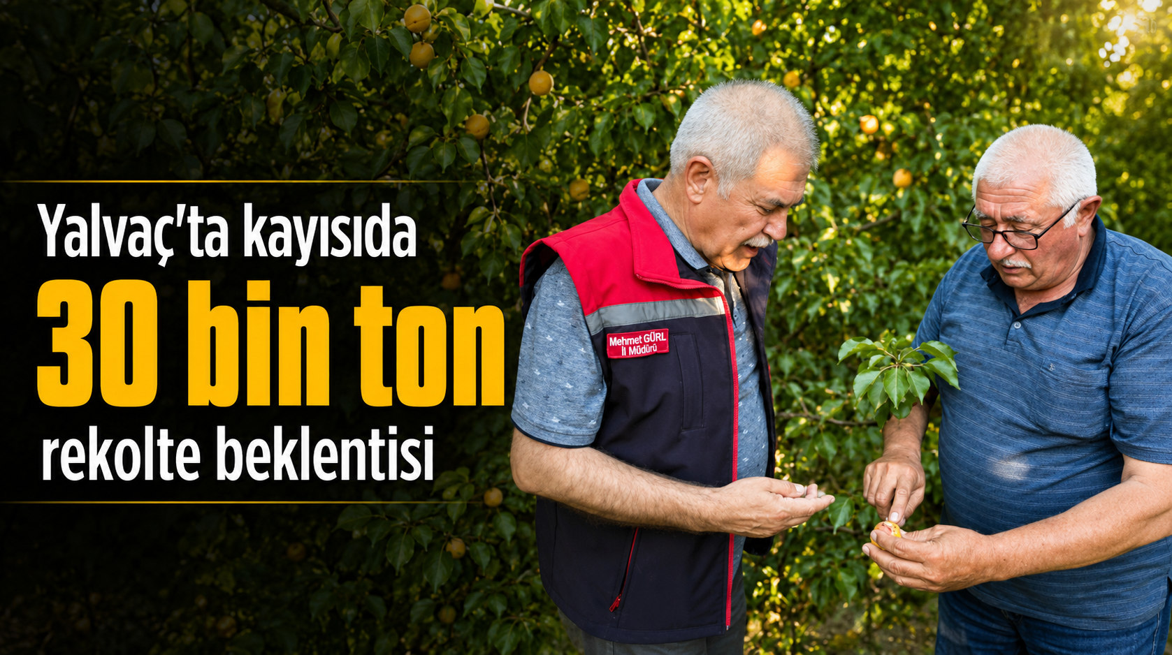 Yalvaç’ta Kayısı Hasadı Üreticinin Yüzünü Güldürüyor