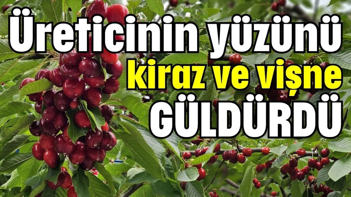 Bölgemizde kiraz-vişne ihracatından 40,6 milyon dolar gelir