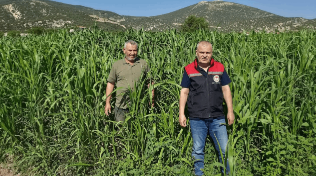 Isparta’da sorgum-sudan otu bereketi