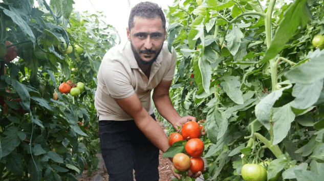 Isparta’da Domates Üretiminde Biyolojik Mücadele Başarı Getirdi