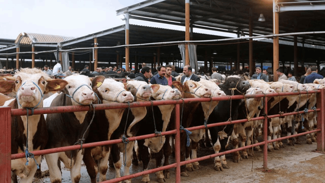 Isparta’da canlı hayvan pazarı kapatıldı